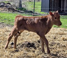 YR Red Rock x Hicks Lola Gator Bull #1