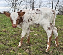 YR Red Rock x A2L Big News' Frostbite Heifer
