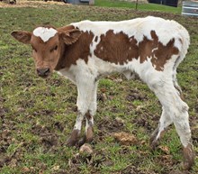 YR Red Rock x Hicks Lola Gator Bull #2