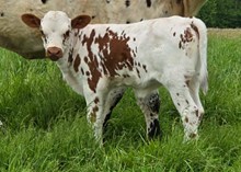YR Red Rock x Hicks Annie Gator Heifer