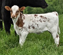 YR Red Rock x A2L Big News' Frostbite Heifer