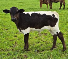 YR Red Rock x Hicks Barbie Bull