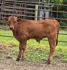 YR Red Rock x A2L Hydro's Cabernet Bull