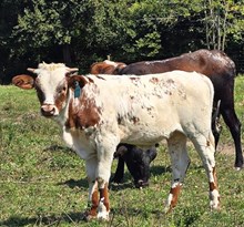 YR Red Rock x A2L Big News' Frostbite Heifer