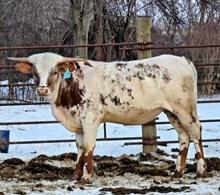 A2L Copperhead Queen